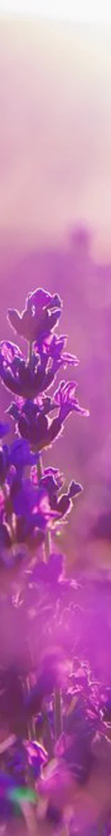 Purple Flowers Field (1)